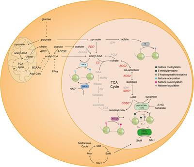 Chromatin as a sensor of metabolic changes during early development